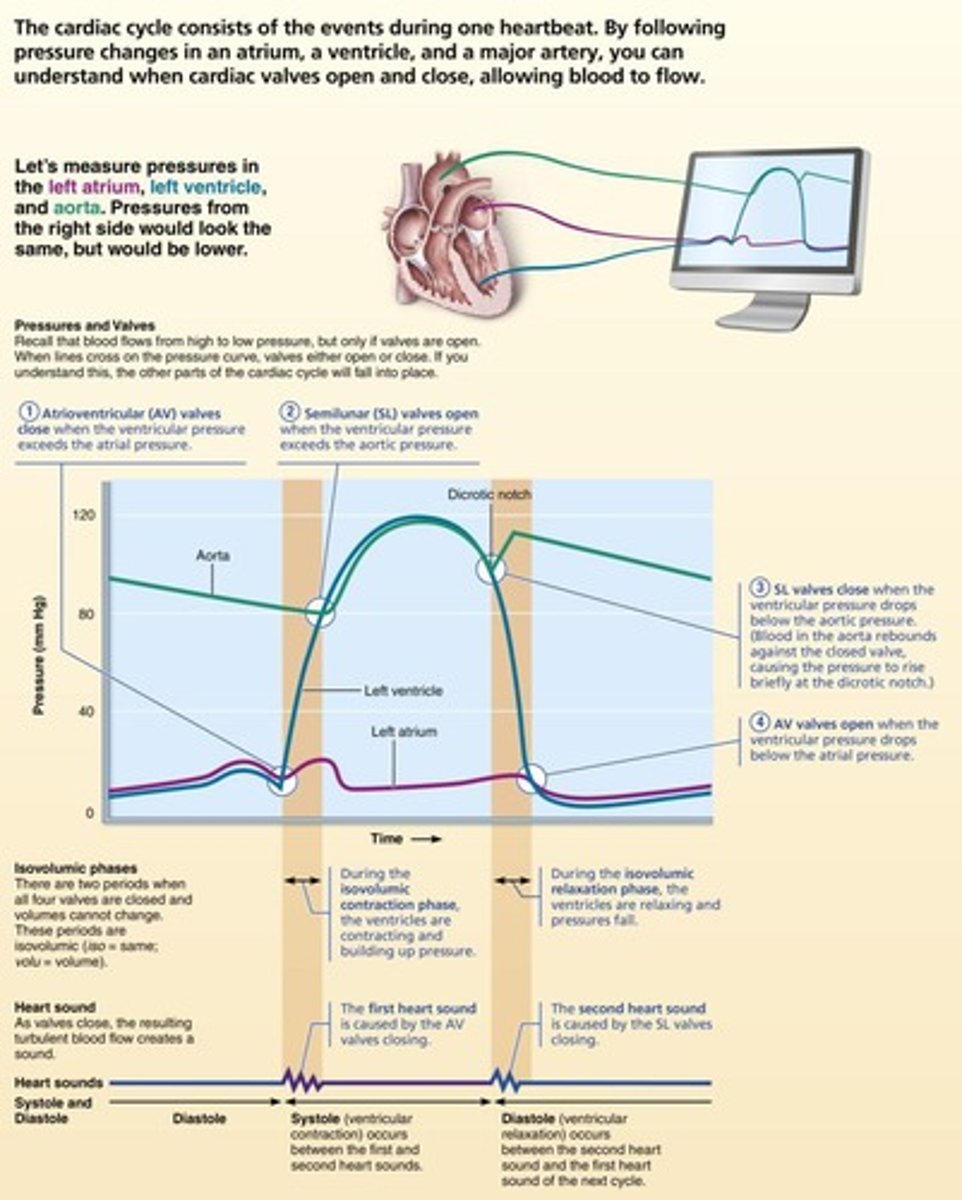 <p>The period of myocardial contraction.</p>