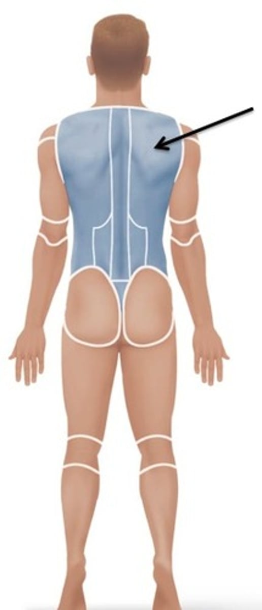 <p>Relating to the shoulder blade.</p>