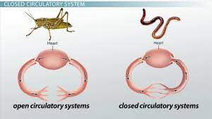 <p>Closed circulatory system</p>