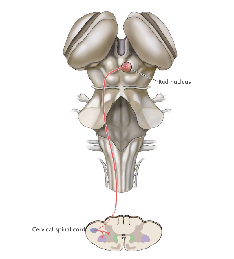 <p>Rubrospinal tract</p>