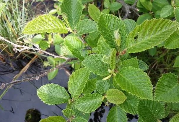 <p>Speckled alder </p>