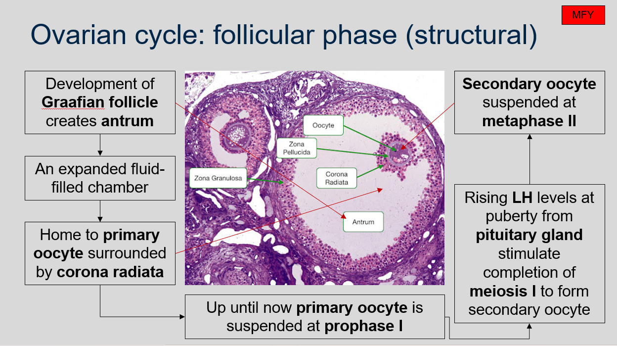 <p>During the follicular phase of the ovarian cycle, a dominant tertiary follicle is developed in the ovary due to the secretion of follicle-stimulating hormone (FSH) from the pituitary gland. This follicle assimilates other tertiary follicles and becomes a Graafian follicle with a diameter of 15-20mm between 10 and 14 days of the ovarian cycle. The Graafian follicle creates antrum, which is an expanded fluid-filled chamber that is home to the primary oocyte surrounded by the corona radiata. The primary oocyte remains suspended at prophase I until the rising levels of luteinizing hormone (LH) from the pituitary gland at puberty stimulate the completion of meiosis I, resulting in the formation of a secondary oocyte. The secondary oocyte is then suspended at metaphase II.</p>