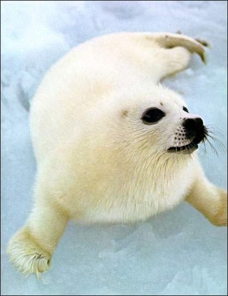 <p>La foca</p>