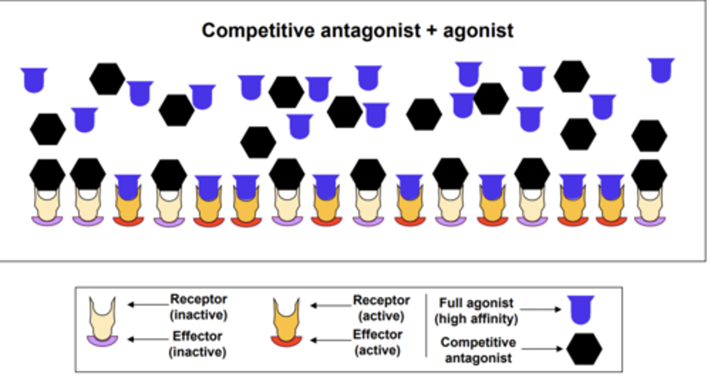 <p>antagonists that bind to the same binding sites as agonists, inhibiting its binding/effect</p><p>Shows no pharmacological effect on the receptor by itself (lacks intrinsic activity)</p><p>mediated by a steric mechanism </p>