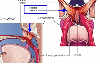 <p>Levator palatini - stiffen/lift, constrictor</p>