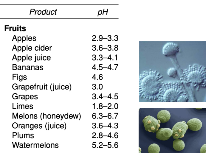 <p><strong>fungi</strong></p>