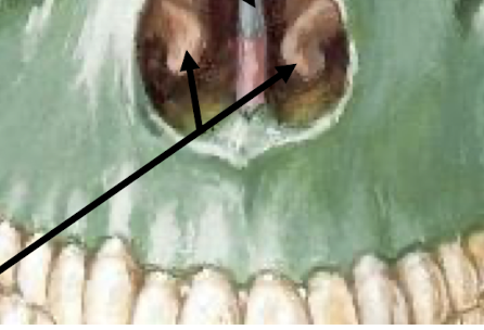 <p>What are these?</p>