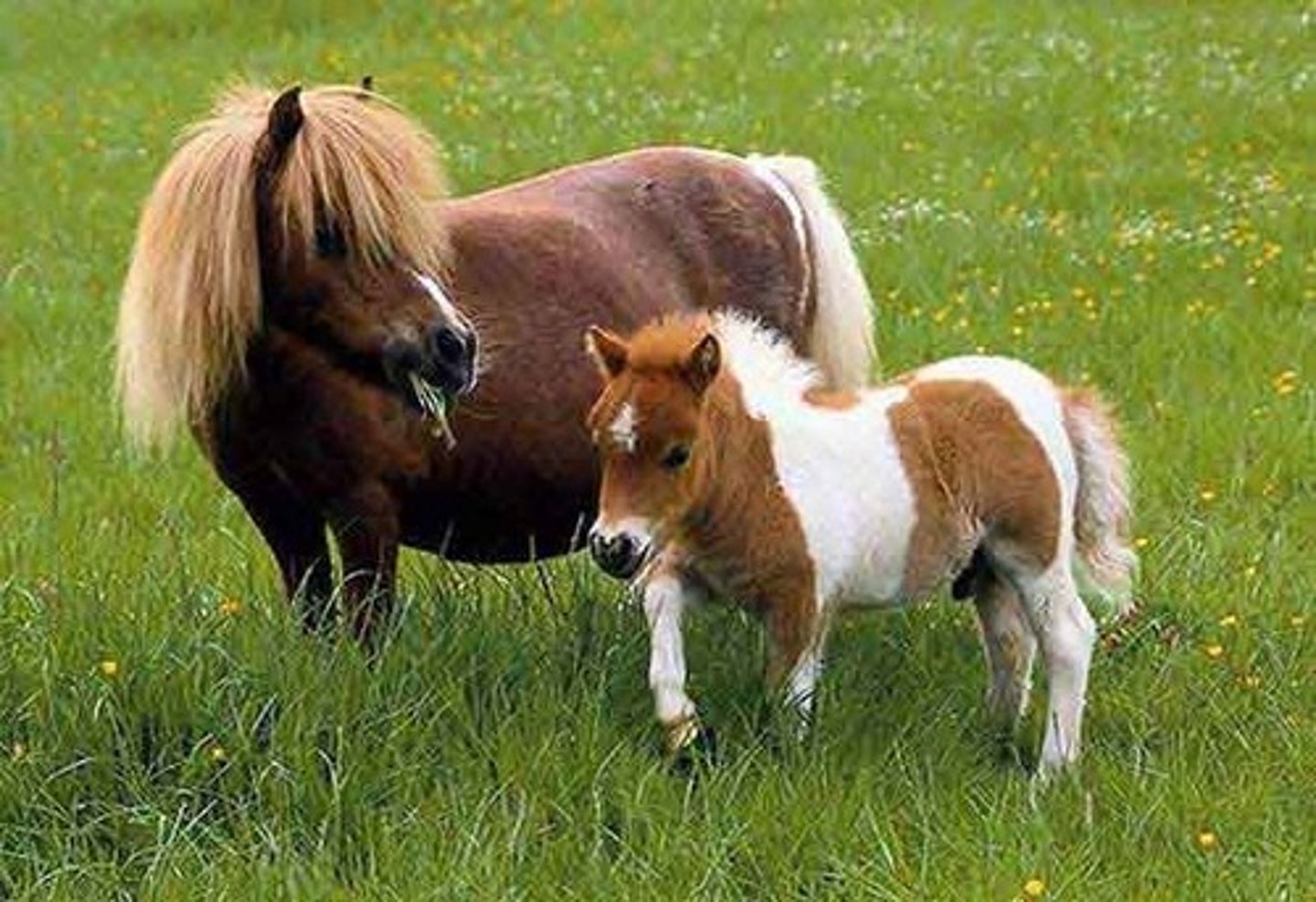 <p>Miniature, argentinian breed and the World's smallest breed of horse</p>