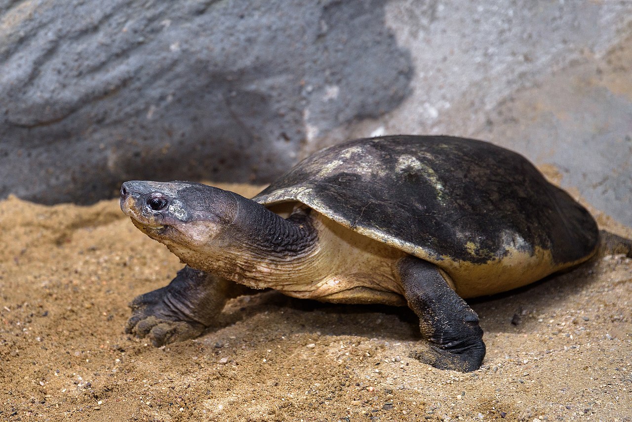 <p>Malaysian giant turtle</p>