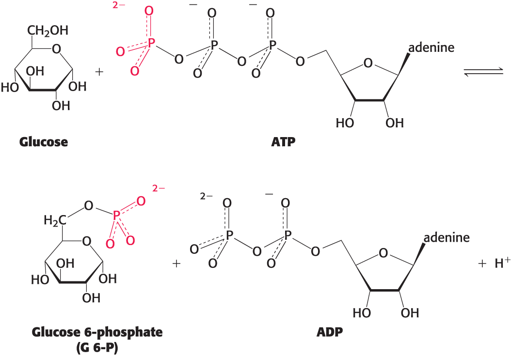 <p>Used to synthesize ATP and in signaling pathways, among others </p><ul><li><p>example: phosphoryl group transfer </p></li></ul><p></p>
