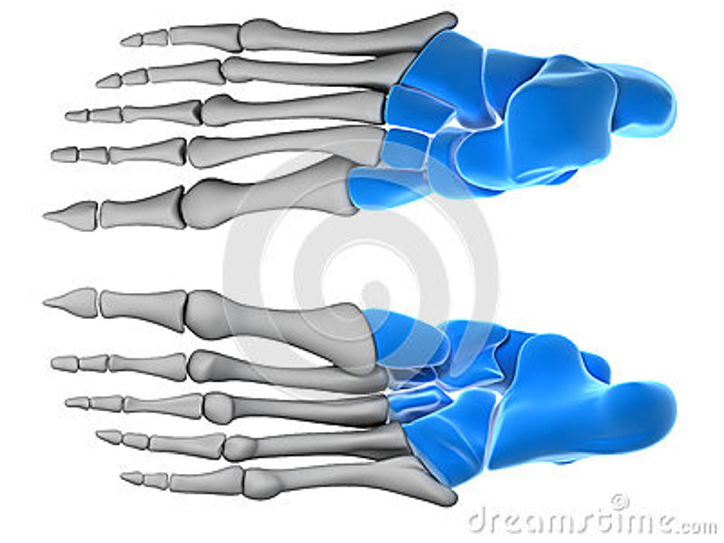 <p>What is the term of the bones highlighted in blue?</p>