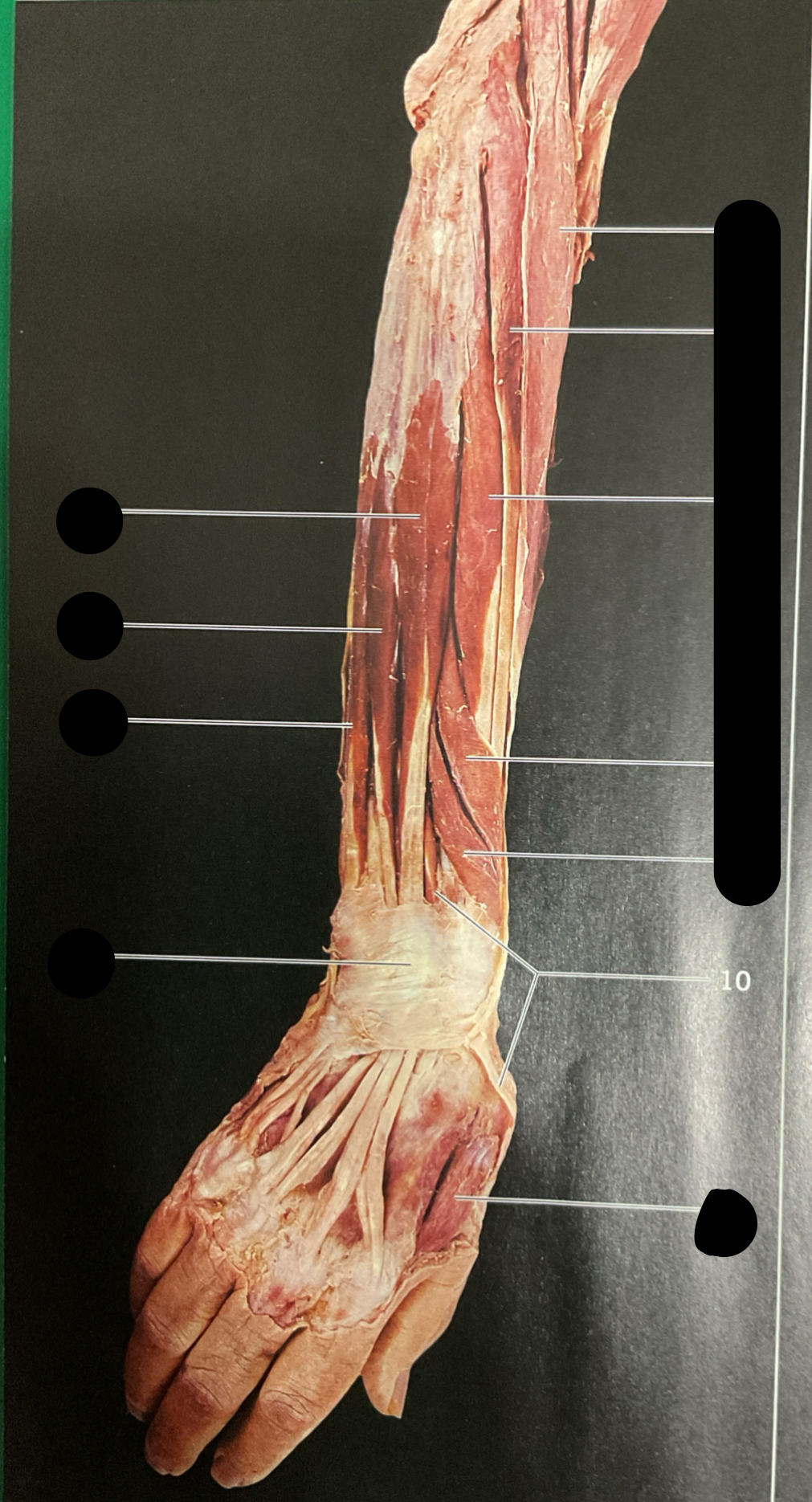 knowt flashcard image