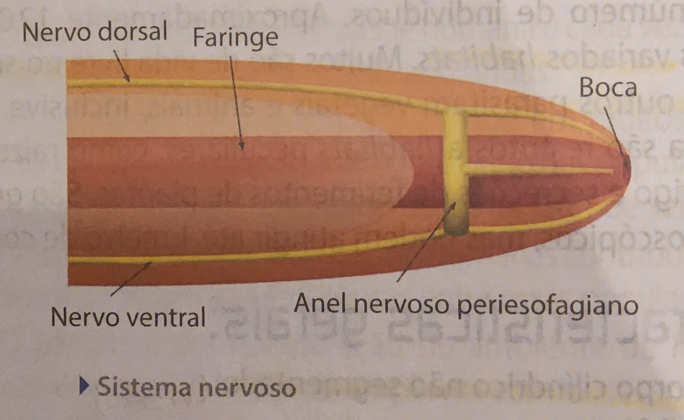 <ul><li><p>anel periesofagiano</p></li><li><p>vários gânglios de onde saem feixes nervosos que inervam diferentes órgãos - <strong>ganglionar</strong></p></li></ul>