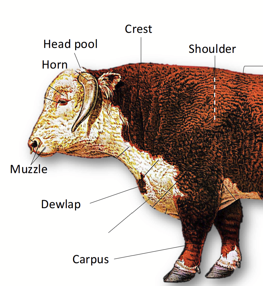 <p>In cattle, is the lower part of the chest <strong>cranial</strong> to the forelimb.</p>