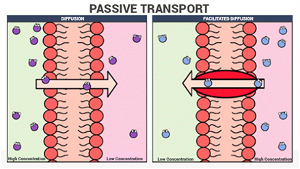 <p>Passive transport</p>