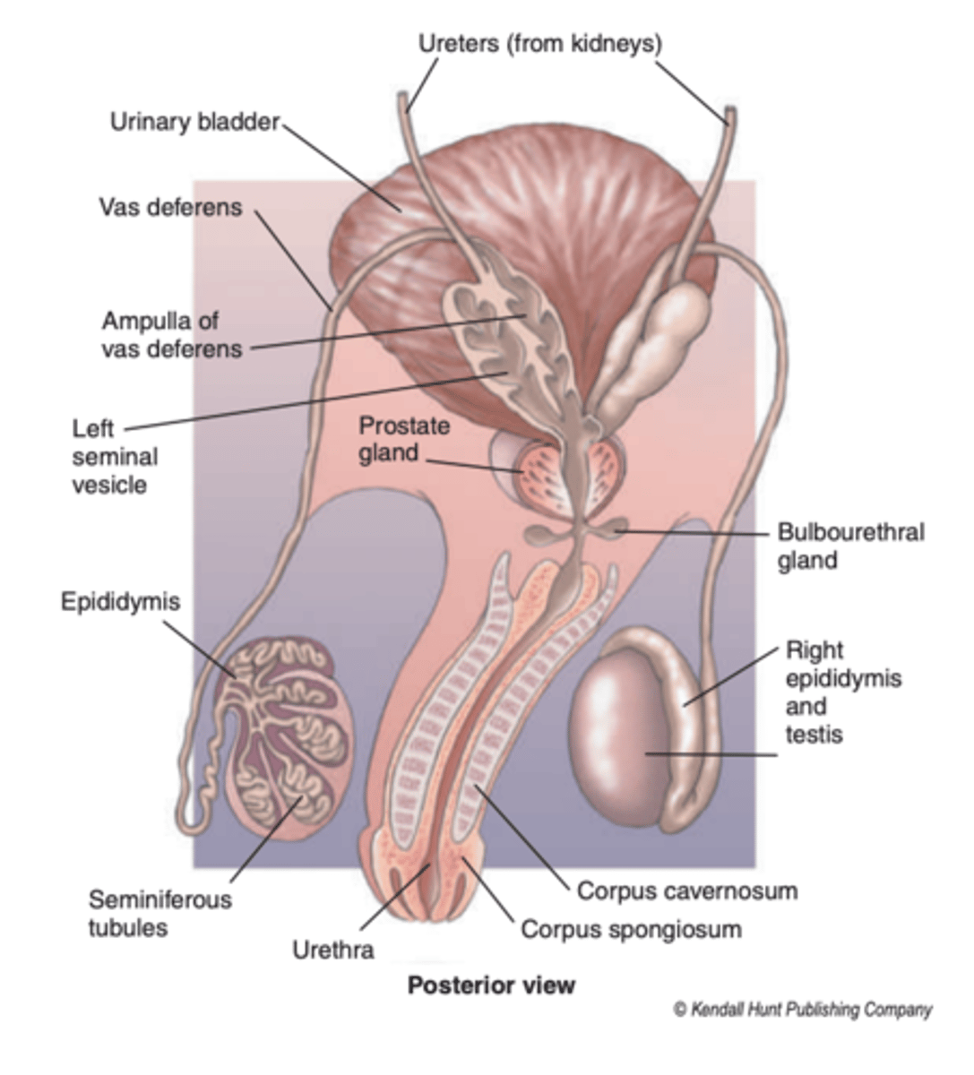 <p>the ducts empty the secretion directly into the spongy urethra</p>