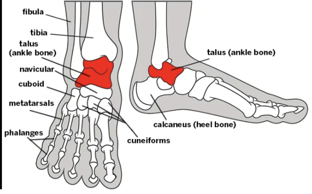 <ul><li><p>The talus sits between the medial malleolus of the tibia and the lateral malleolus of the fibula. </p></li></ul><ul><li><p>It is wider anteriorly, providing increased stability during gait as it moves between the malleoli when the heel strikes the ground.</p></li></ul><p></p>