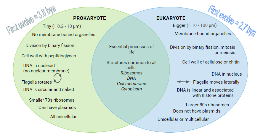 <p>Eukaryotic cells containing membrane-bound organelles and are the basis for both unicellular and multicellular organisms. Prokaryotic cells <strong>do not have any membrane-bound</strong> organelles and are always part of unicellular organisms.</p>