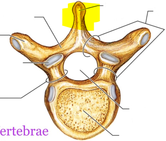 <p>What is the highlighted structure?</p>