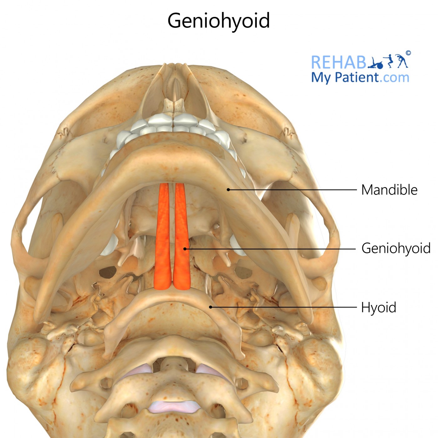 <p>Geniohyoid insertion</p>