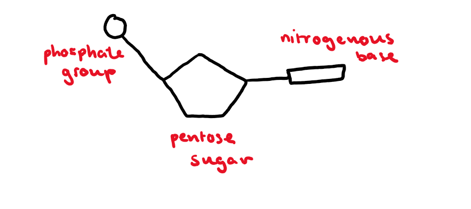 <ul><li><p><span><span>Monomers from which DNA and RNA polymers are made</span></span></p></li><li><p><span><span>Contain</span></span></p><ul><li><p><span><span>Pentose sugar</span></span></p></li><li><p><span><span>Nitrogenous base</span></span></p></li><li><p><span><span>Phosphate group</span></span></p></li><li><p></p></li></ul></li></ul><p></p>
