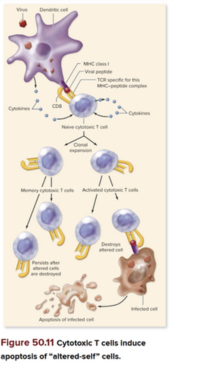 <p>-Recognize “altered‑self” cells (infected by virus or tumor)</p><p>-TCRs recognize peptides of endogenous antigens bound to MHC class I proteins</p><p>-Dendritic cells in particular often present antigens that activate Tc cells</p><p>-Dendritic cells ingest viruses or tumors, then cross‑present (place the viral or tumor peptides on MHC class I proteins). Binding of Tc cells through its TCR and CD8 site to the dendritic cell induces clonal expansion of the Tc cells, generating activated Tc cells and memory Tc cells. These will circulate around the body and bind to any host cell expressing the same foreign peptide on self‑MHC class I.</p>