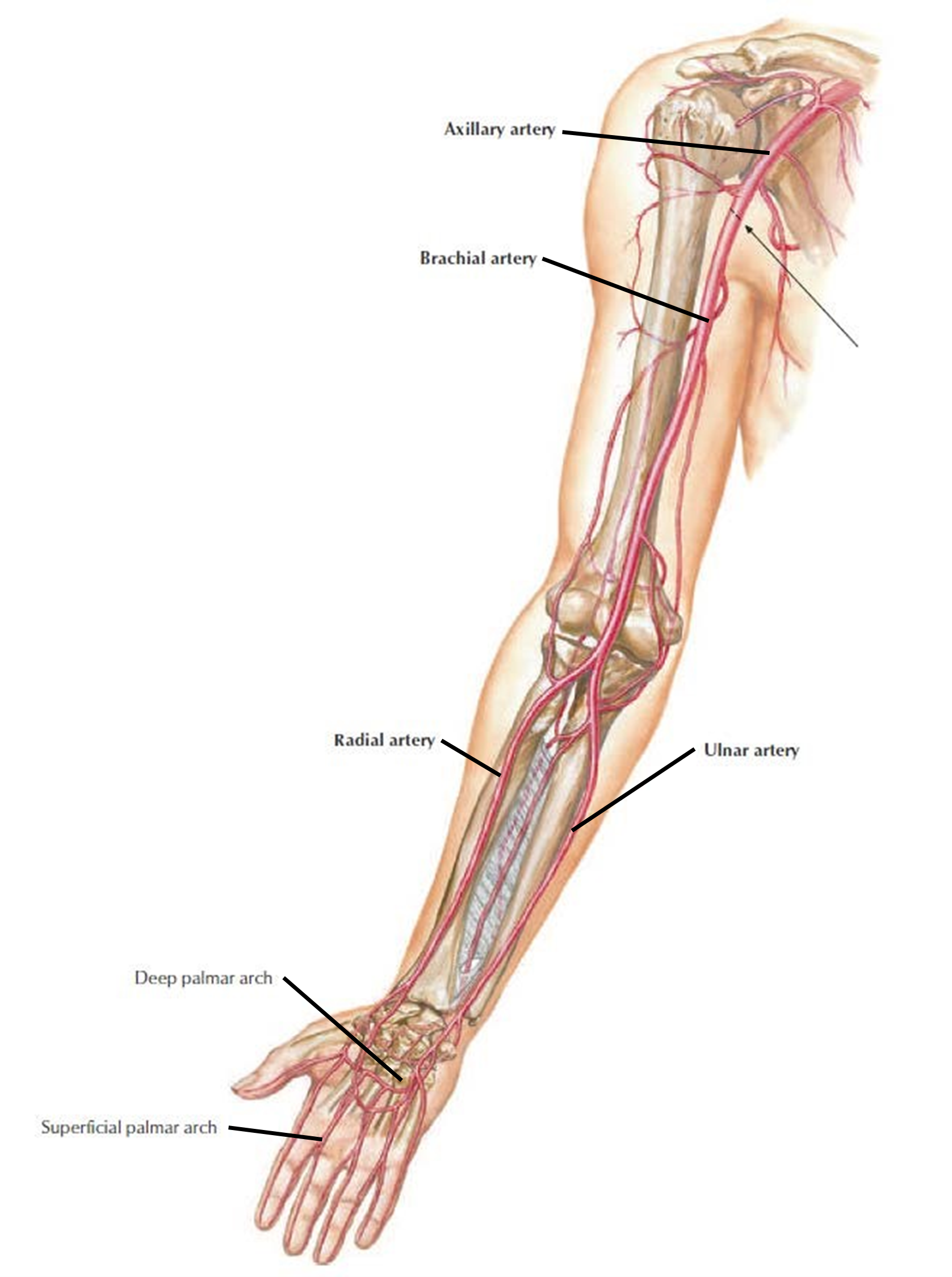 <p>Main arterial supply of the upper limb is the brachial artery.</p><p>Subclavian artery</p><ul><li><p>Axillary artery</p><ul><li><p>Brachial artery</p><ul><li><p>Radial artery</p></li><li><p>Ulnar artery</p><ul><li><p>Palmar arch (superficial and deep)</p></li></ul></li></ul></li></ul></li></ul><p></p>
