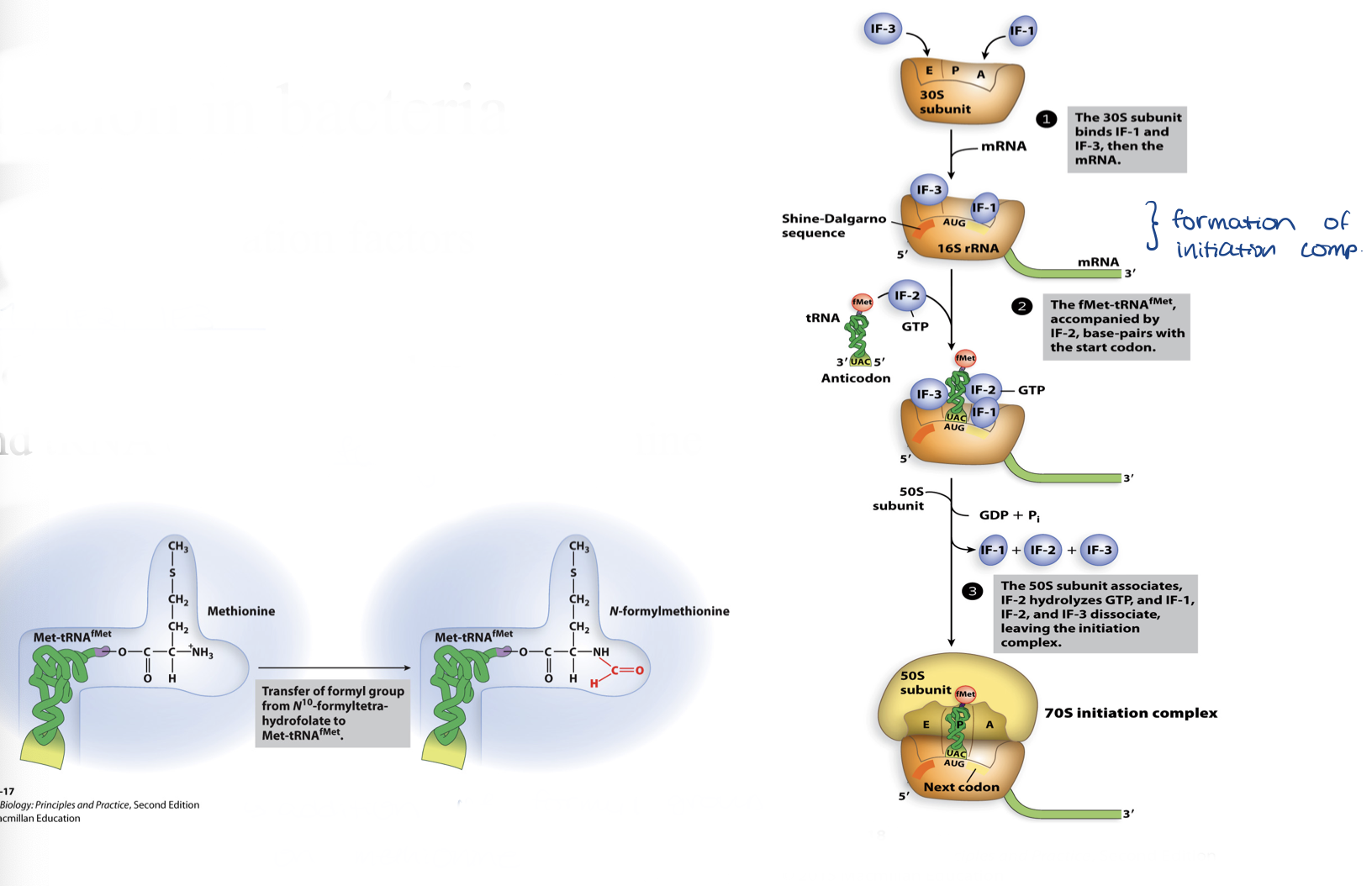 <ul><li><p>requires 3 initiation factors</p><ul><li><p>IF1, IF2, IF3</p></li></ul></li><li><p>produces initiation complex and tRNA carrying formyl-methionine</p></li></ul>