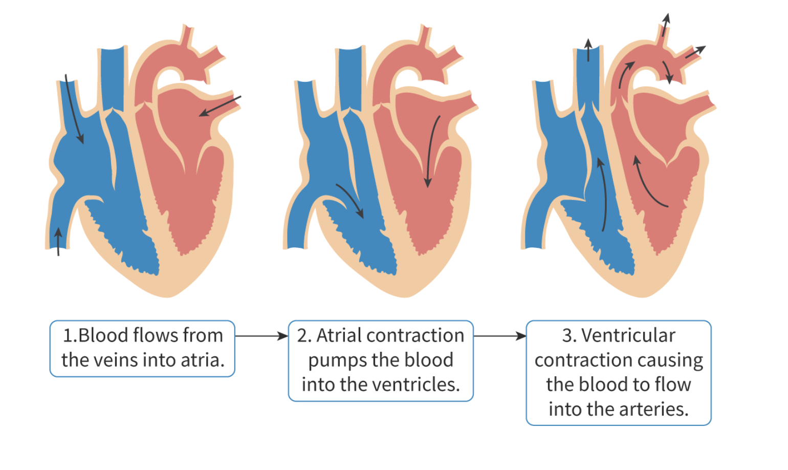 <ol><li><p>Blood flows from veins to atria</p></li><li><p>Atria contract</p></li><li><p>Blood is pumped into ventricles</p></li><li><p>Atrial pressure decreases</p></li><li><p>Valves between atria and ventricle close</p></li><li><p>Prevents backflow of blood from ventricles to atria</p></li><li><p>Ventricles contract</p></li><li><p>Blood is pumped into arteries</p></li><li><p>Ventricular pressure decreases</p></li><li><p>Valves between ventricles and arteries close</p></li><li><p>Prevents backflow of blood from arteries to ventricles</p></li></ol><p></p>