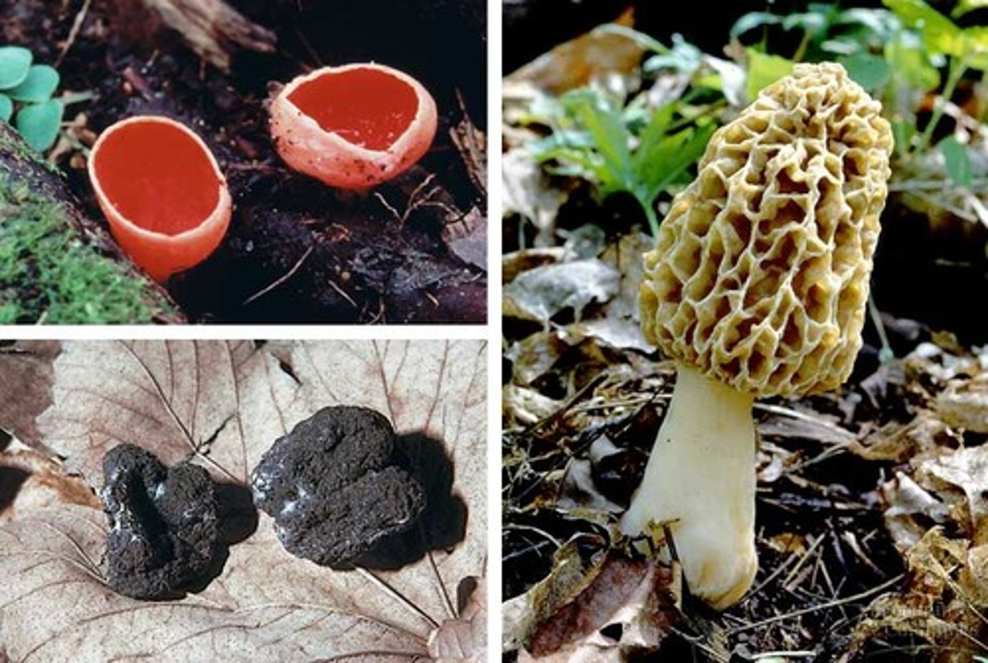 <p>single celled fungi that reproduces by budding (ascomyota)</p>