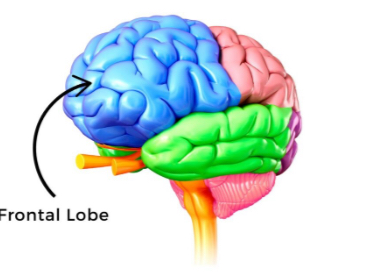 <p>Controls decision-making, problem-solving, planning, language production (Broca’s area), and voluntary movement (motor cortex). Located behind the forehead.</p>