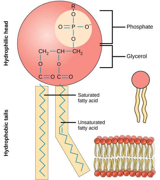<p>contain both a hydrophobic (nonpolar) and hydrophilic (polar) region (phospholipid’s hydrophilic phosphate head and hydrophobic lipid tail)</p>