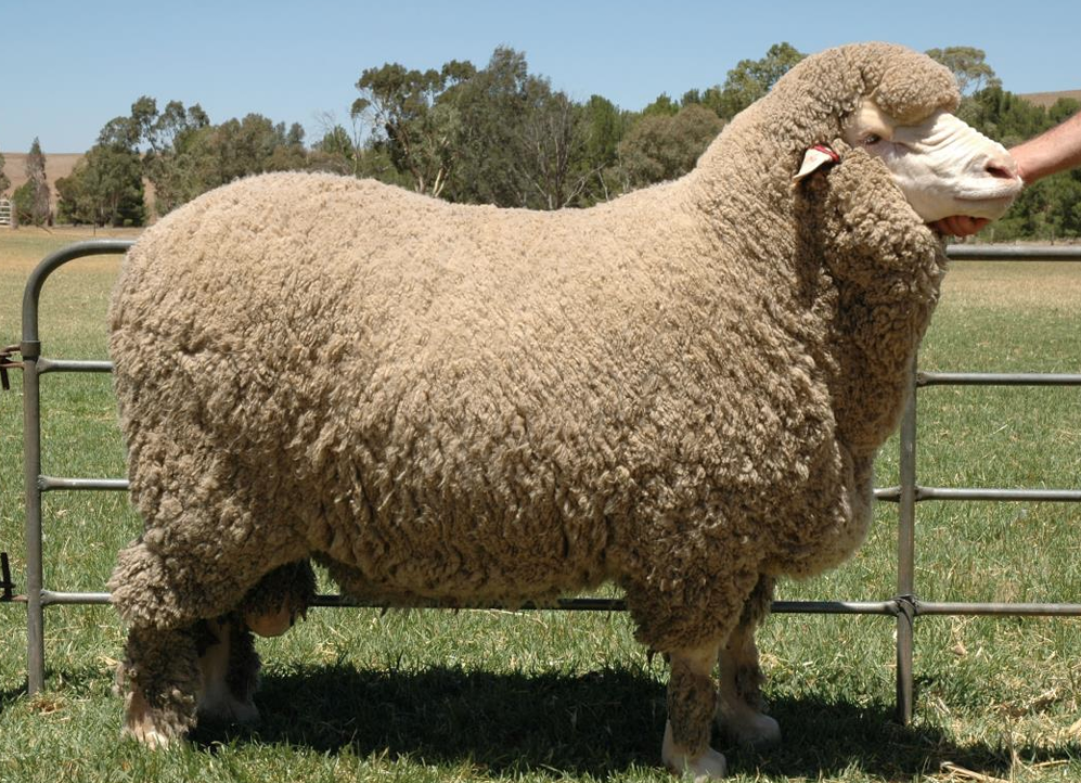 <p>What Category does this sheep belong to?</p><ul><li><p>It is a Merino</p></li></ul><p></p>