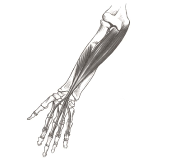 <p><strong>Origin</strong>: medial epicondyle of humerus</p><p><strong>Insertion</strong>: intermediate phalanx of 2-5</p><p><strong>Action</strong>: flexion of proximal interphalangeal joints</p>