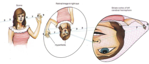 <p>foveal area is about 0.01% of whole retina, but signals from the fovea account for 8 to 10% of the retinotopic map on the cortex.</p>