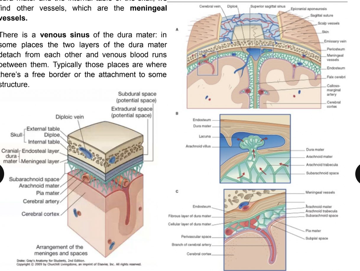<ul><li><p>Granulations formed by the arachnoid in some places that protrude inside the venous sinuses </p></li><li><p>Where the CSF is drained in the venous plexus — produced in the ventricular cavity</p></li><li><p>At the level of the 4thventricle the CSF enters in the subarachnoid spaces — the fluid is then reabsorbed in the venous system — the majority reabsorbed at the level of the Pacchioni’s granylations </p></li></ul>