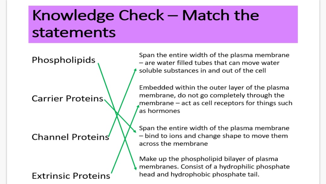 <ol><li><p>Structural. 2.channels.   3.transport.  4.receptors</p></li></ol><p></p>