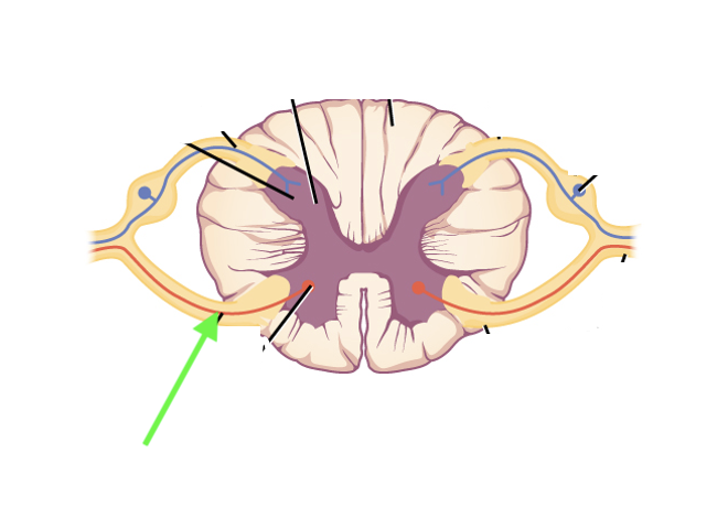<p>what spinal cord area is this?</p>