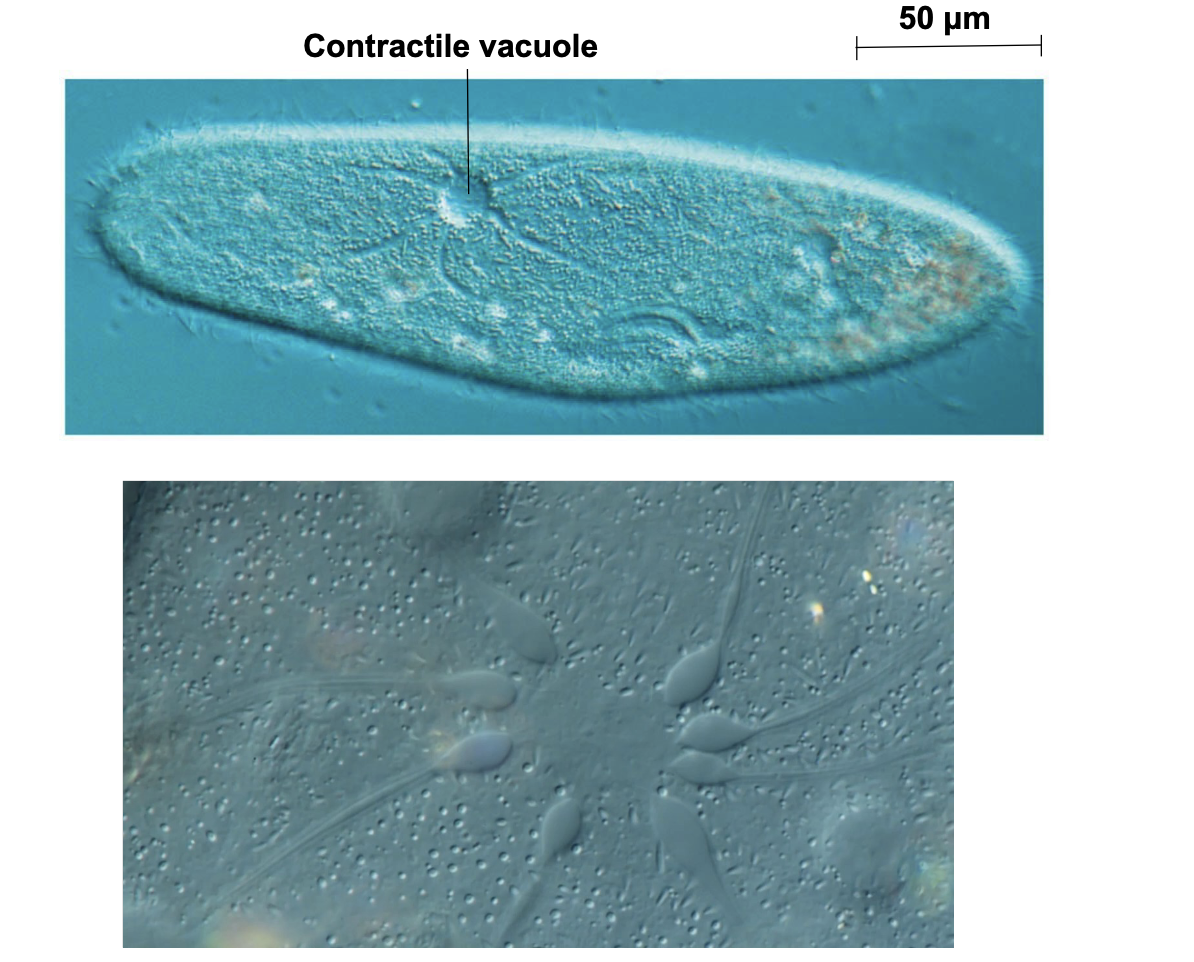  \n .Hypertonic or hypotonic environments create osmotic problems for organisms \n .Osmoregulation, the control of solute concentrations and water balance, is a necessary adaptation for life in such environments \n .The protist Paramecium, which is hypertonic to its pond water environment, has a contractile vacuole that acts as a pump to remove the excess water being driven in by osmosis.