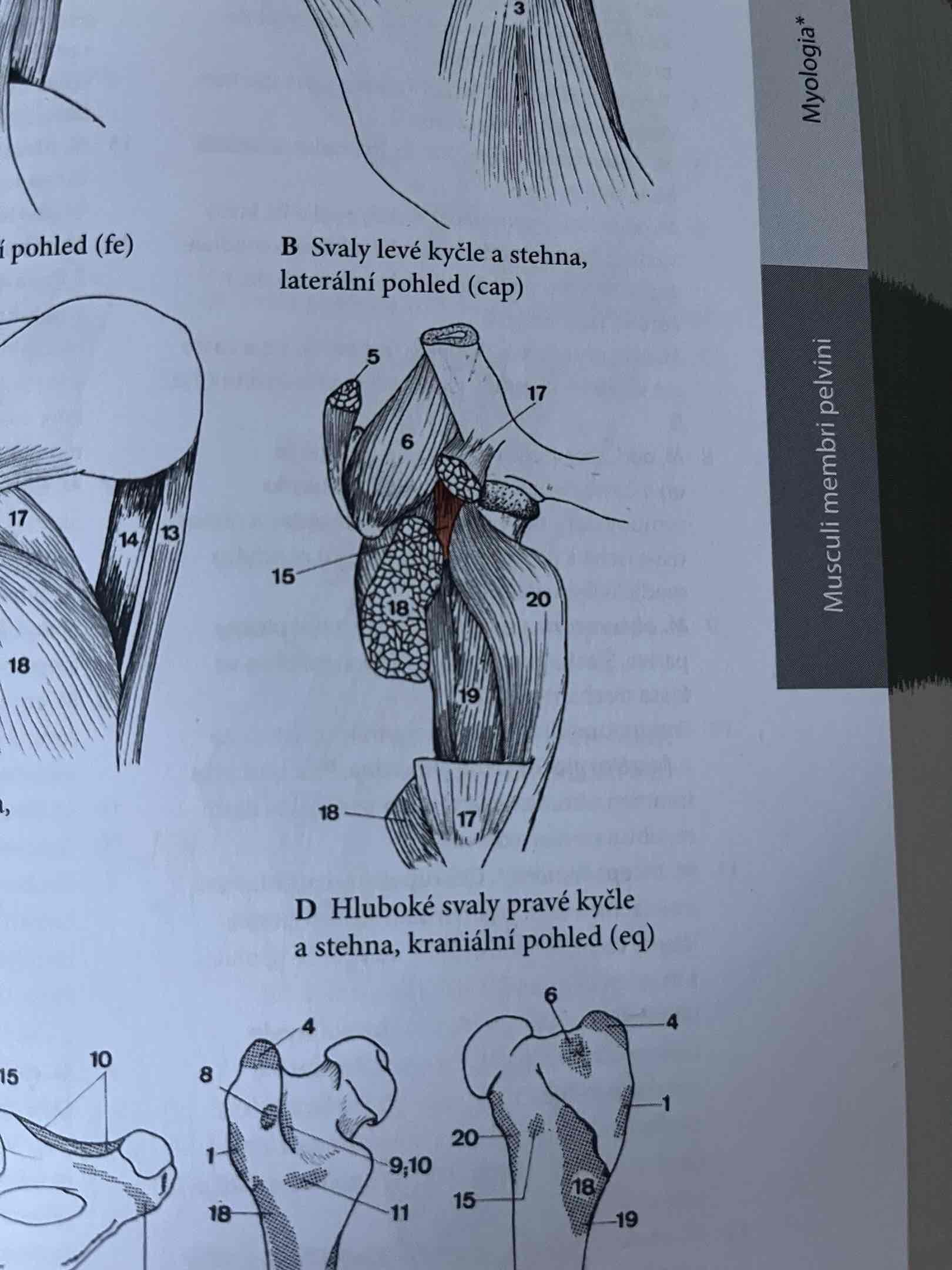 <p>odstup: corpus ossis ilii</p><p>úpon: distálně od caput femoris</p><p>fce: napíná kloubní pouzdro articulatio coxae.</p><p>neni vyvinutý u Fe</p><p>č.15 Eq!</p>
