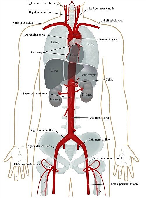 <p>the largest artery in the body</p>