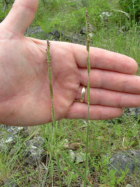 Texas cupgrass
