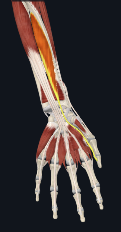 <p>flexor pollicis longus</p>