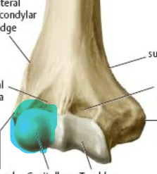 rounded eminence on lateral side of distal end