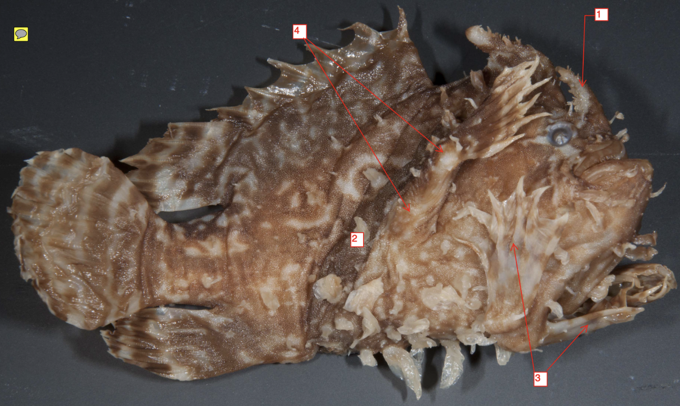 <p>!</p><p>phylum</p><p>subphylum</p><p>superclass</p><p>class</p><p>subclass</p><p>infraclass</p><p>order</p>