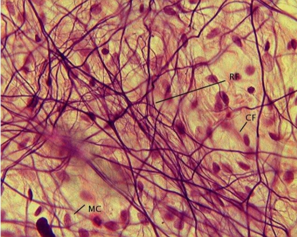 <p>Parts of tissue II</p>