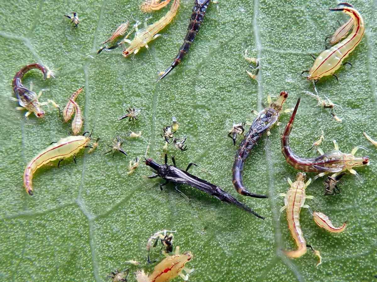 <p>Thrips</p>