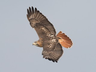 <p>Red-tailed Hawk</p>