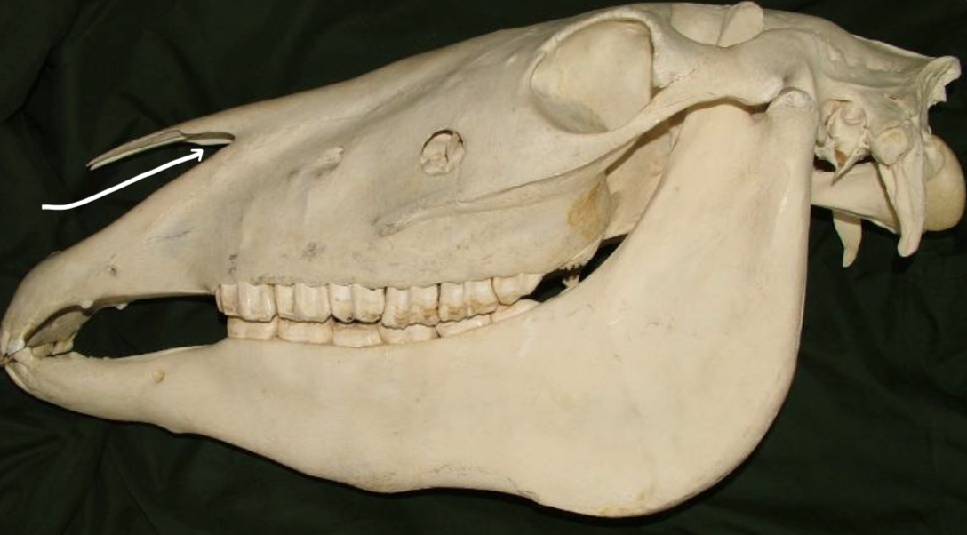 <p>Identify the labelled structure of this equine skull</p>