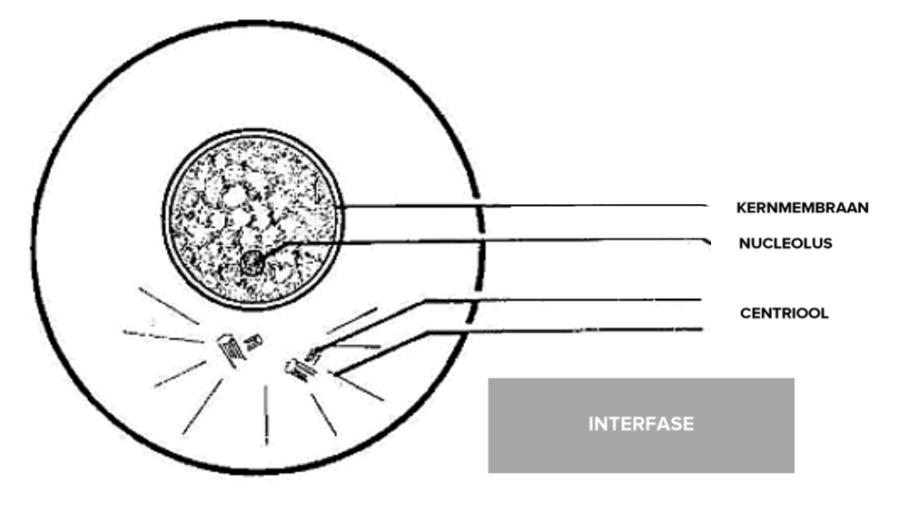 <p>Wat is de I-fase (interfase)?</p>